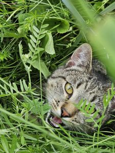 Contact me and my cat, Howl